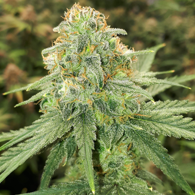 Original Sensible Seeds Pink Rozay Image 5